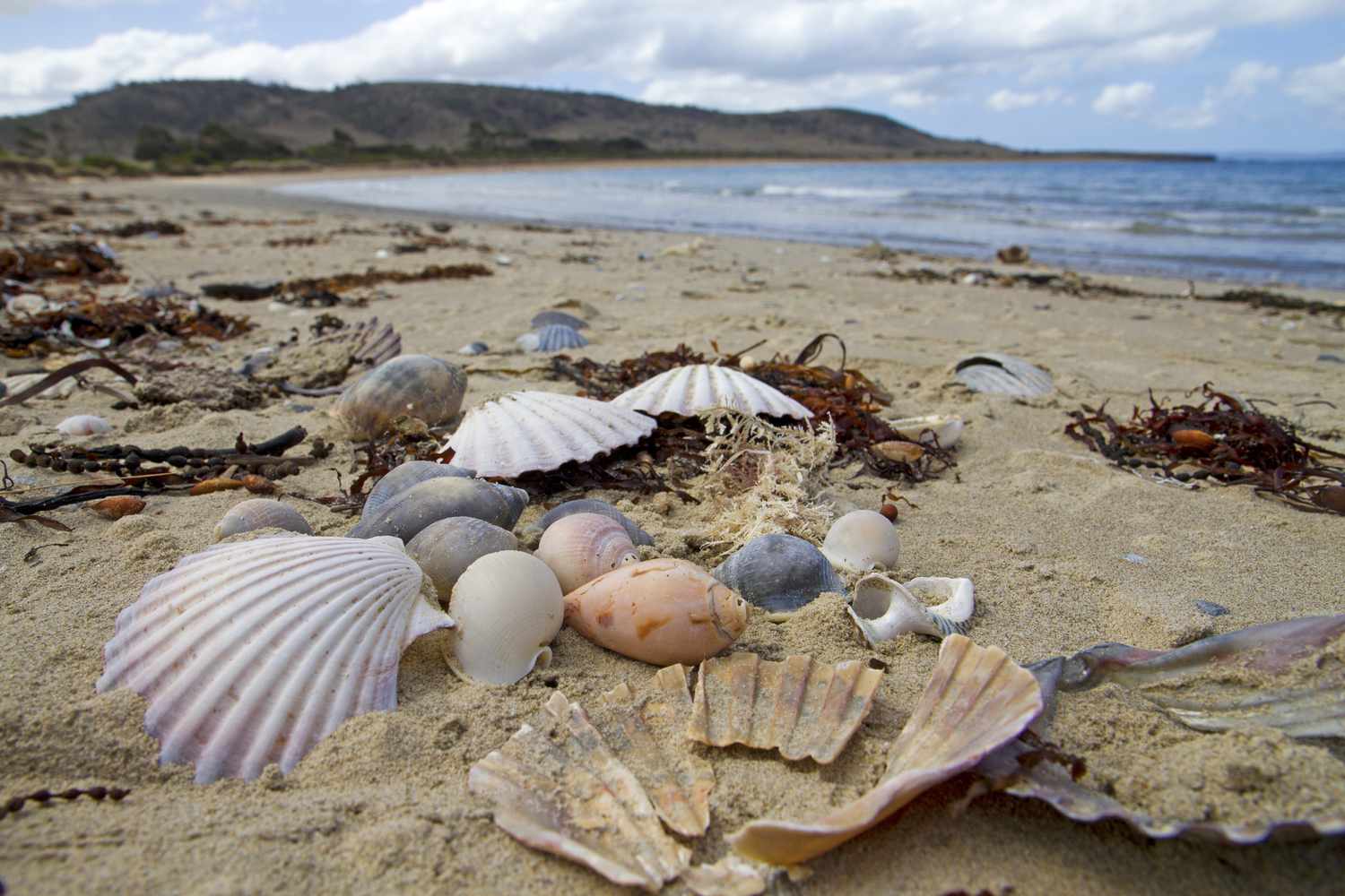 Conchas do mar em uma praia, água e colinas visíveis à distância